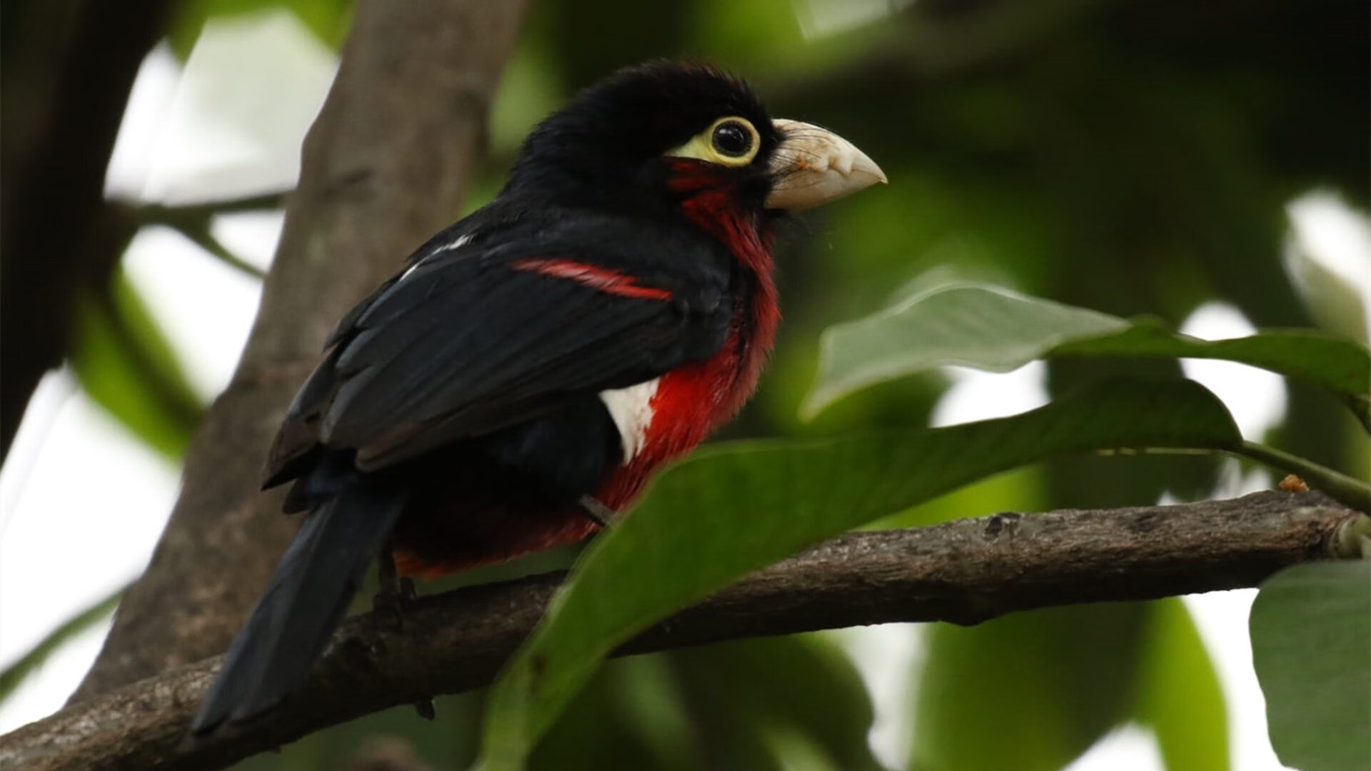 国家队实力提升困难，国家队改善