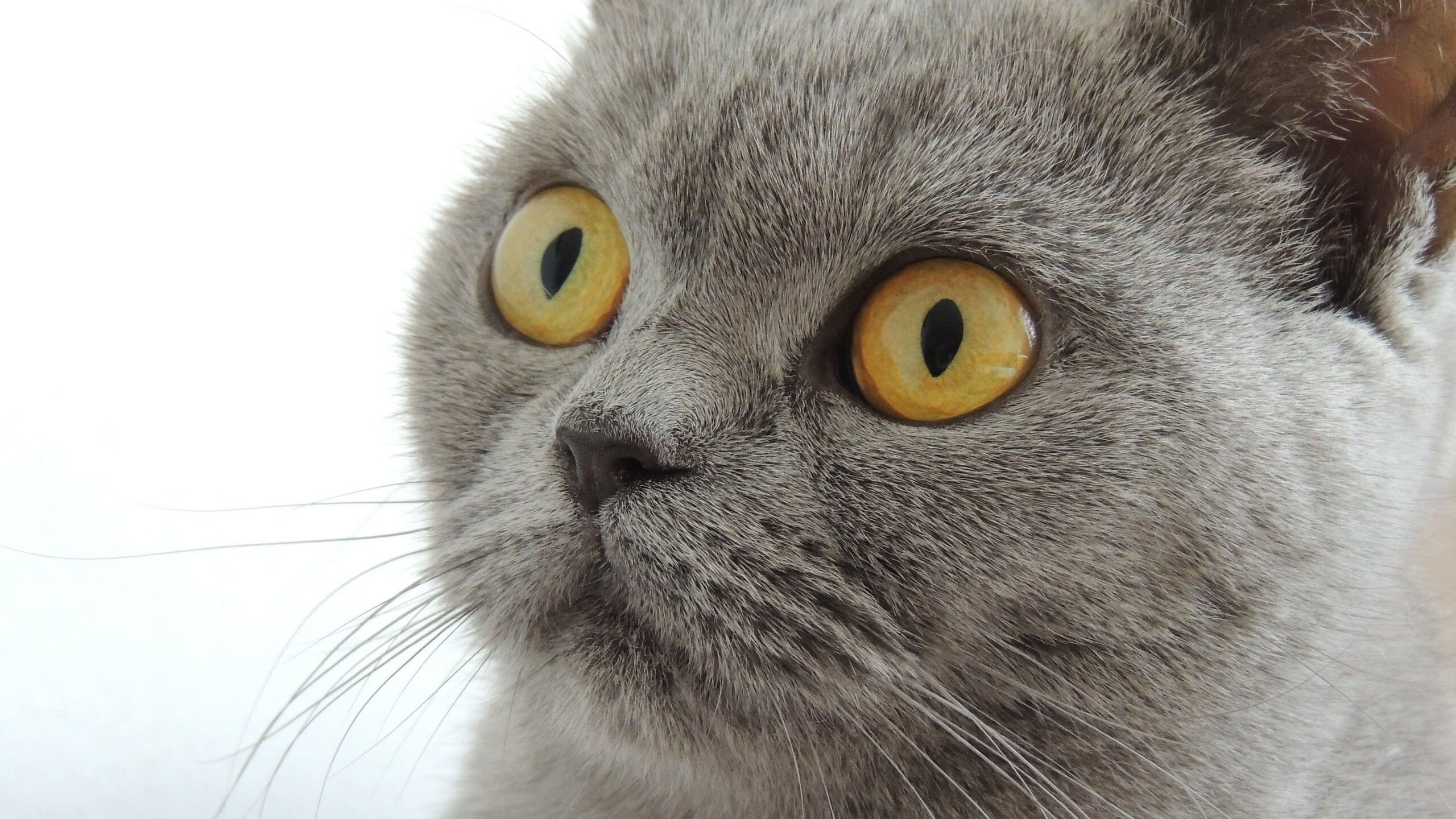 平台发布年度战术趋势分析报告我队被列为风格革新代表之一,最新战术